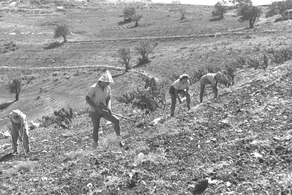 Plantation d'arbres fruitiers dans un kibboutz, 1946 <br />