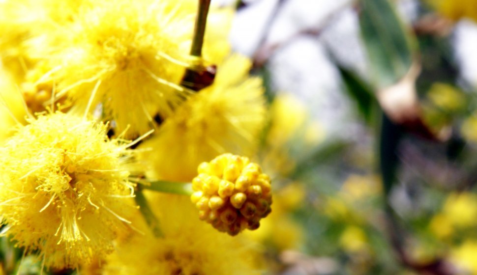 Fleur de Mimosa de la forêt de Jérusalem