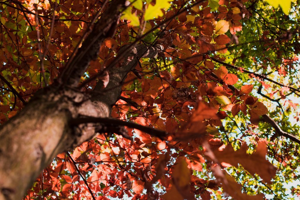 Les rouges et bruns intenses de l'automne, sous un orme à Paris