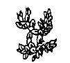 Glyphe de Teoleco