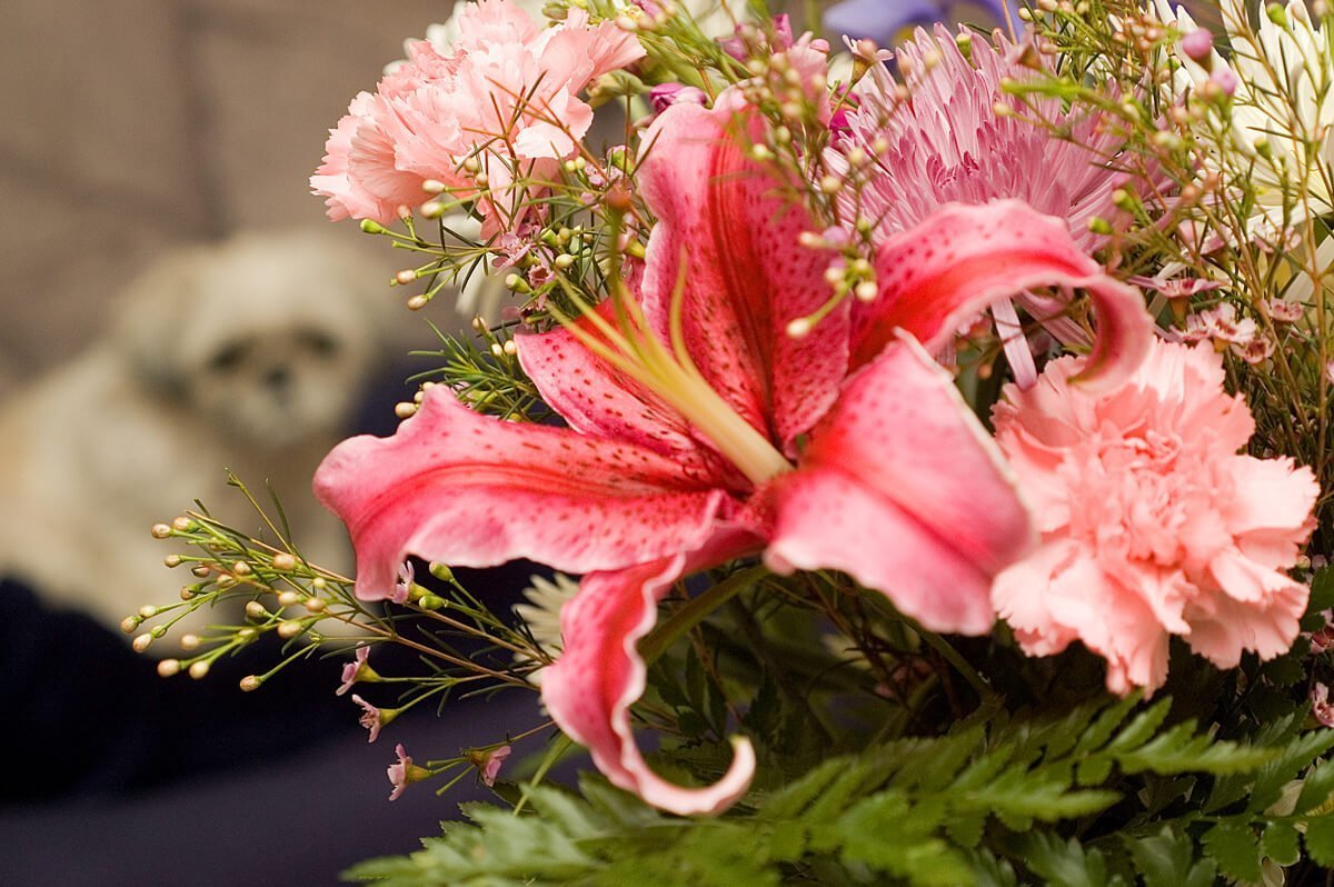 Des fleurs pour la Saint-Valentin, quoi de plus simple