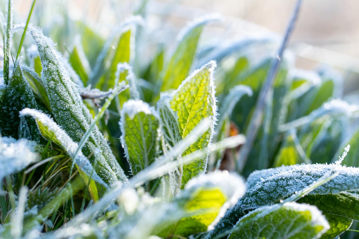 Les saints de glace constituent un repère temporel dans le calendrier agricole et pour les jardiniers.