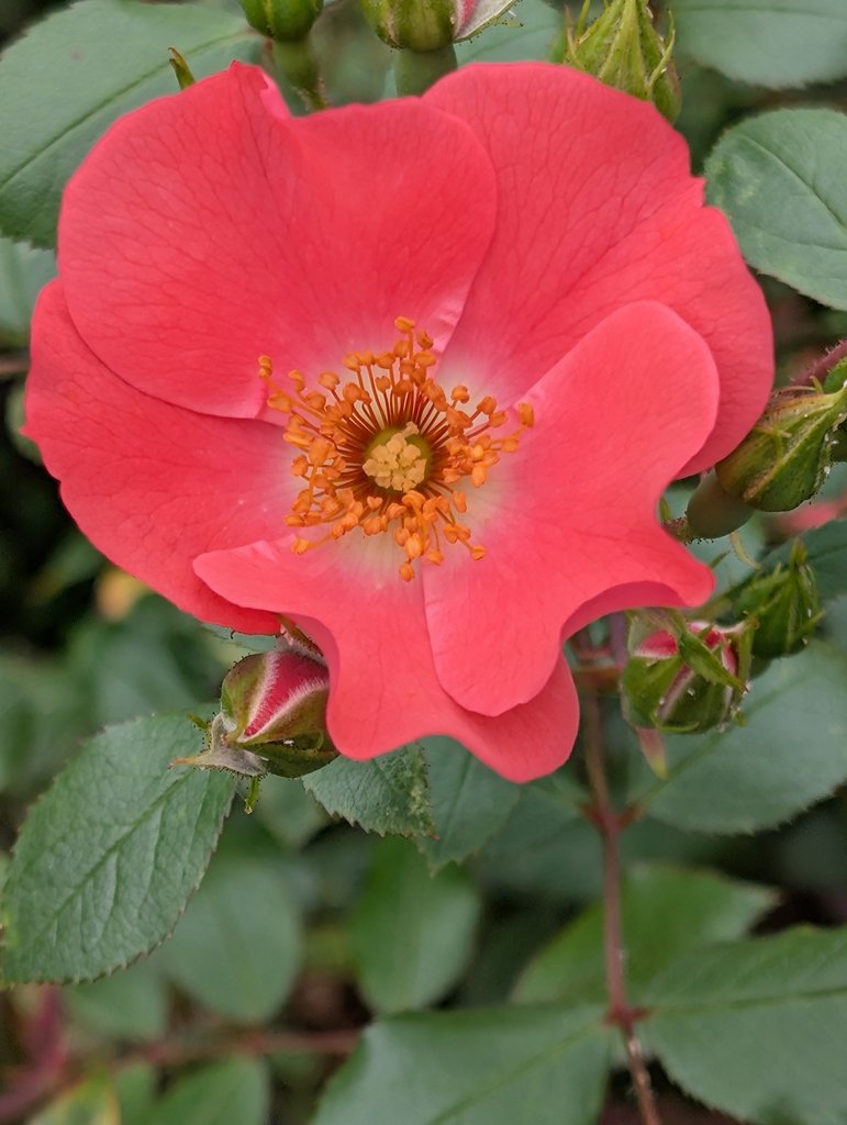 Fleur d'églantine, un des premiers symboles utilisés.