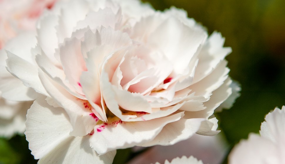 Grâce à Anna Jarvis, l'œillet blanc est devenu le symbole de la fête des Mères aux États-Unis.