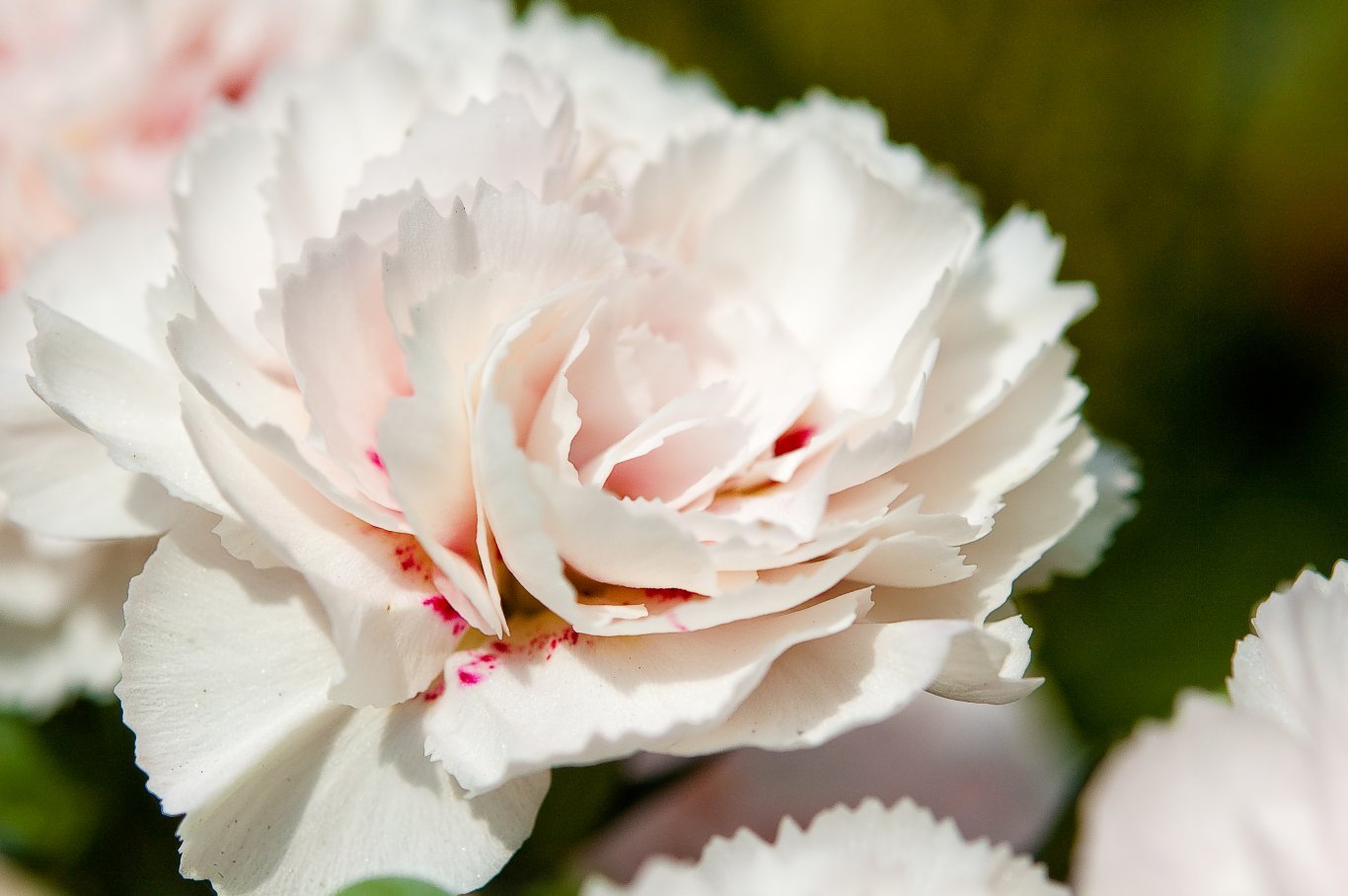 Grâce à Anna Jarvis, l'œillet blanc est devenu le symbole de la fête des Mères aux États-Unis.