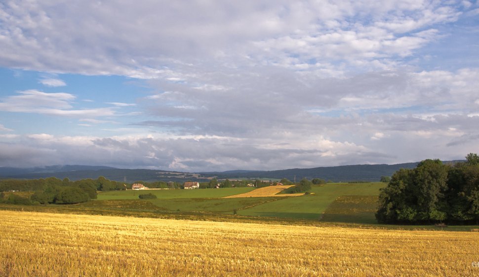Paysage de plateau en Franche-Comté, à Écurcey au mois de juillet