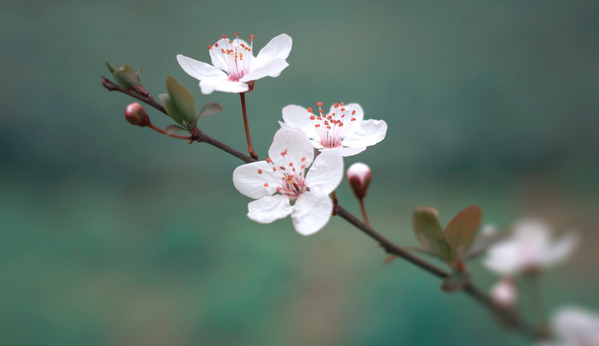 Les fleurs de cerisier en mars