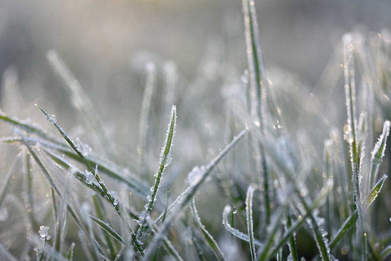 Le sol met parfois du temps à se réchauffer au printemps, ce qui favorise les épisodes de gel tardifs.