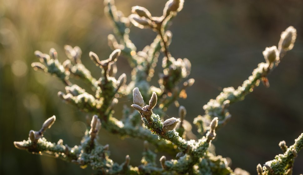 Le premier cycle lunaire après Pâques correspond à la période de la lune rousse.