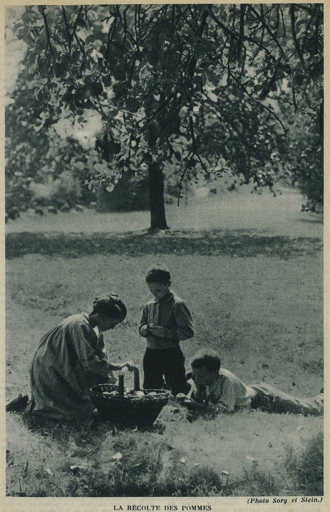 La récolte des pommes l'été (extrait de l'Almanach de la famille agricole, la Vosgienne agricole, de 1936).